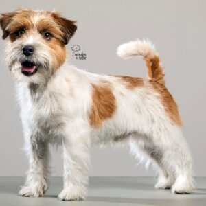 Jack Russell Terrier