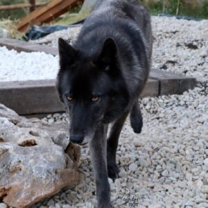 Perro Lobo (Híbrido)