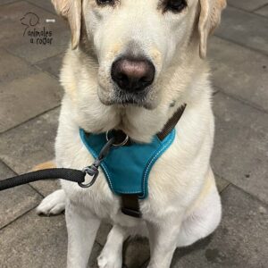 Labrador