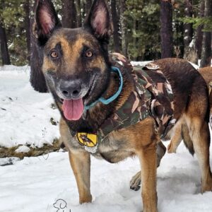 Pastor Belga Malinois