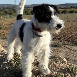Jack Russell Terrier