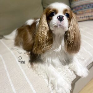 Cavalier King Charles Spaniel