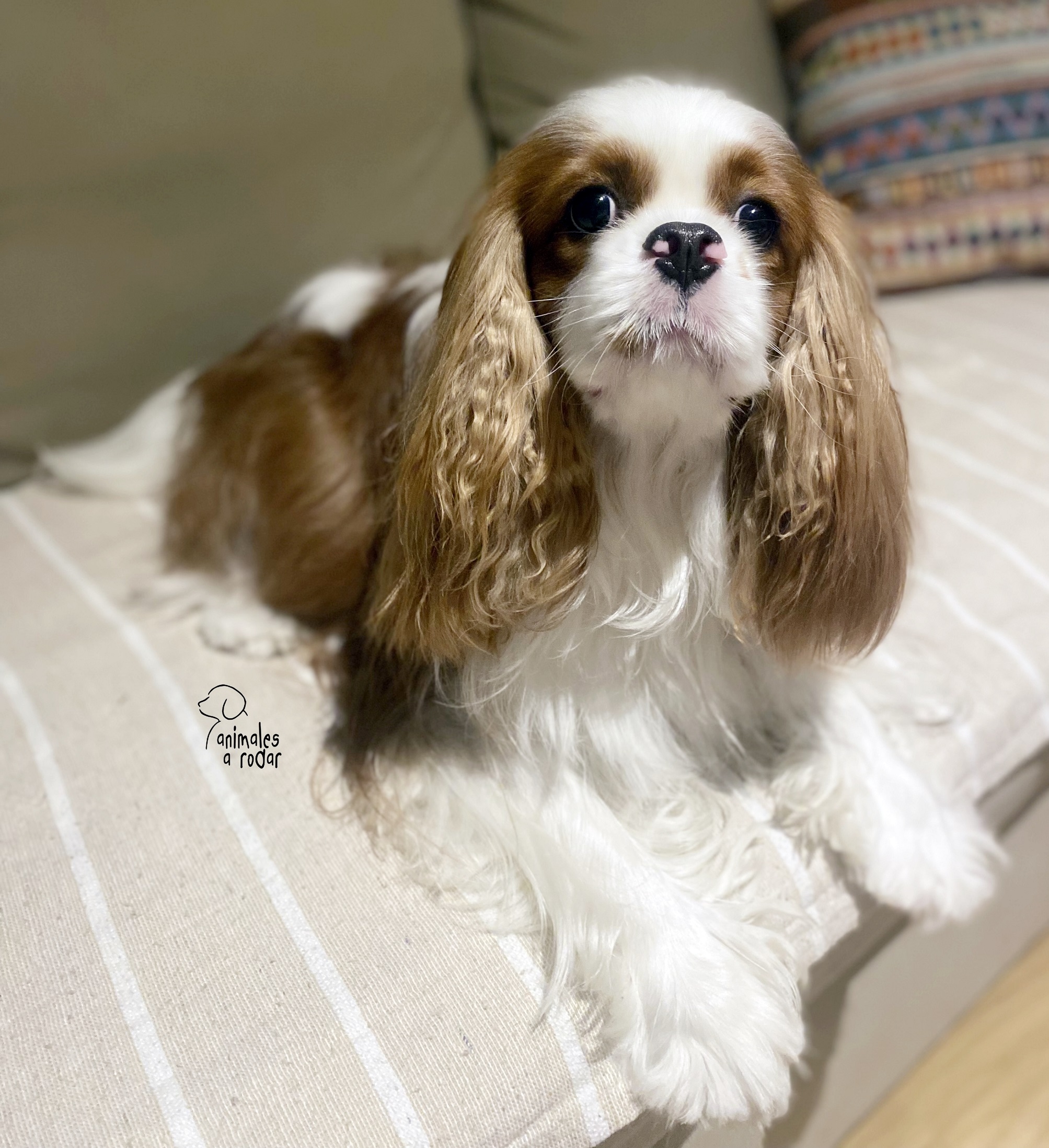 Cavalier King Charles Spaniel