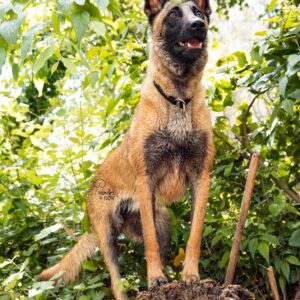Pastor Belga Malinois