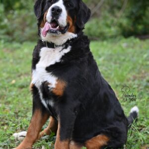 Boyero de Berna