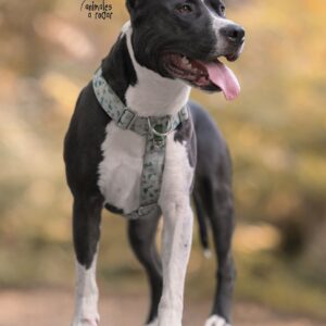 American Staffordshire Terrier