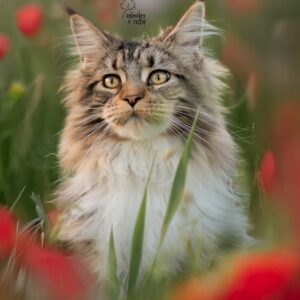 Maine Coon