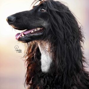 Galgo Afgano