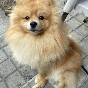 Pomerania