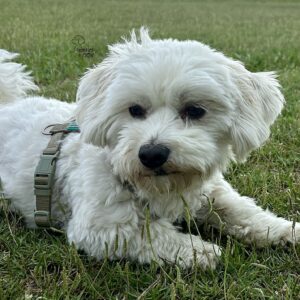 Bichón Maltés