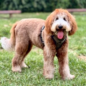 Australian Cobberdog