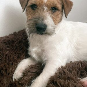 Jack Russell Terrier