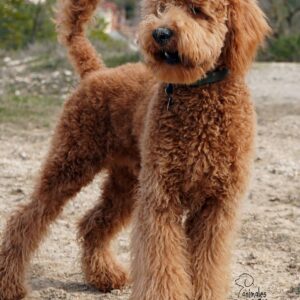 Australian Cobberdog