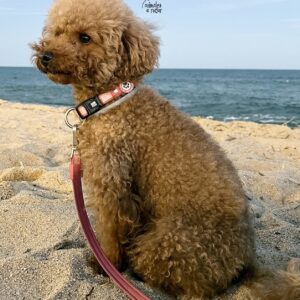 Caniche Toy